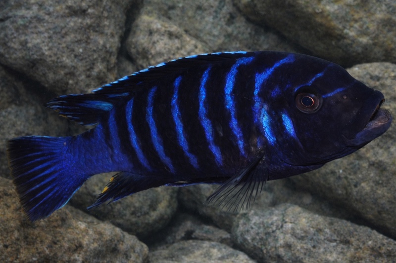 Maylandia sp. 'dolphin' Manda